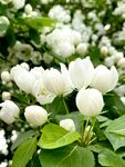 茉莉