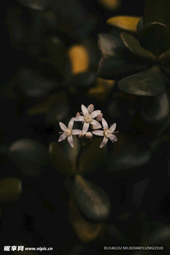 茉莉