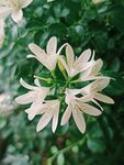 茉莉