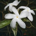茉莉