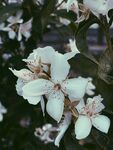茉莉