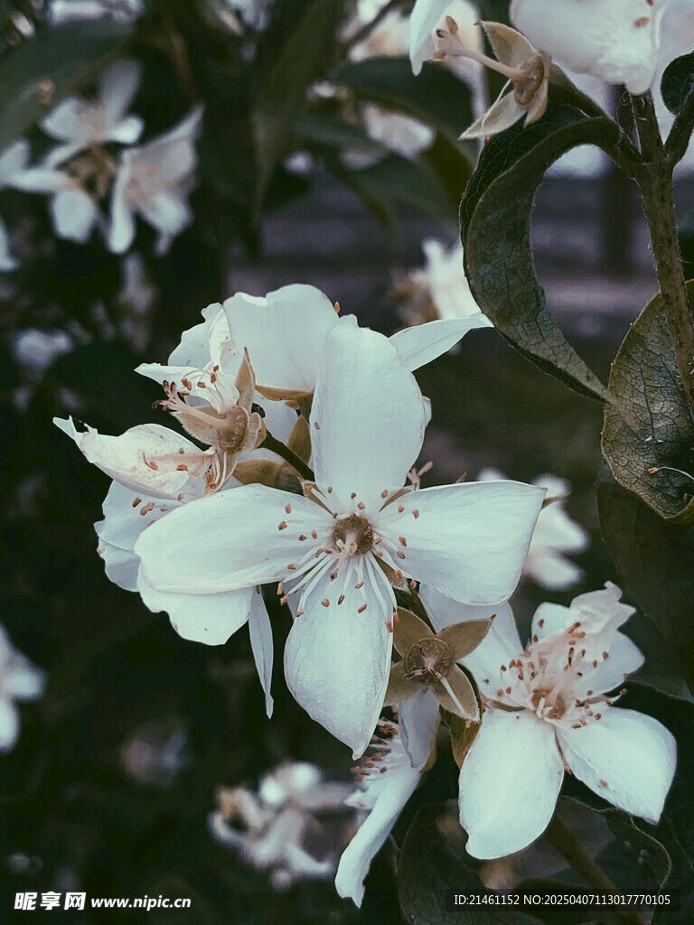 茉莉