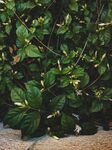 茉莉