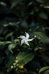 茉莉