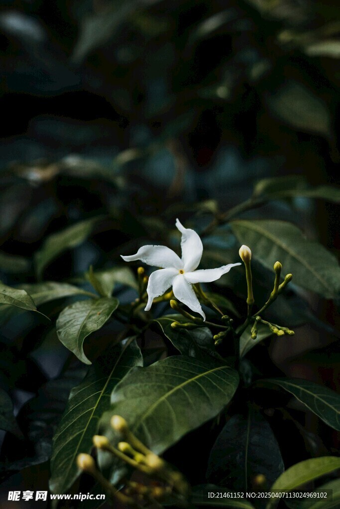 茉莉