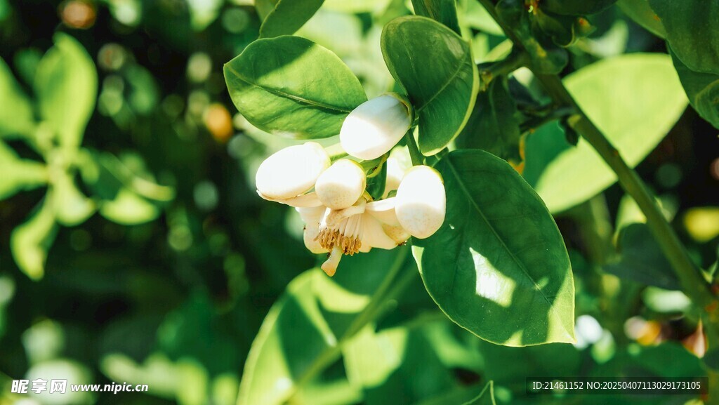 茉莉