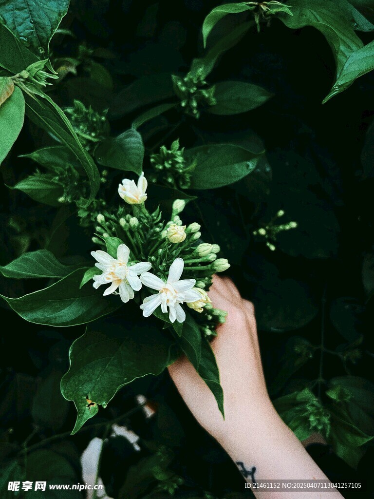 茉莉