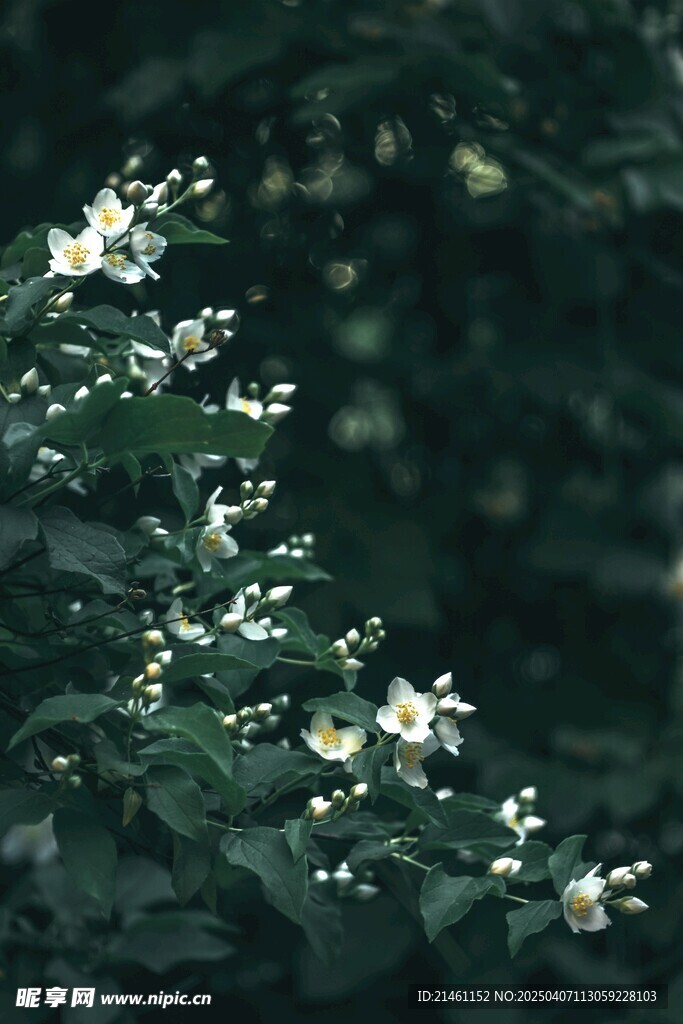 茉莉