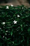 茉莉