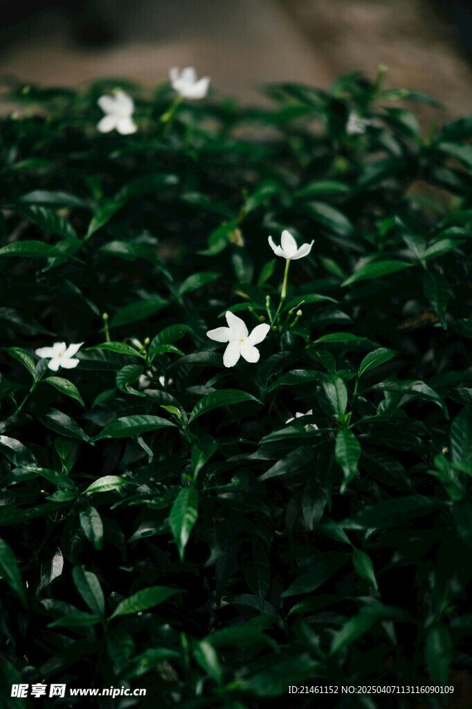 茉莉