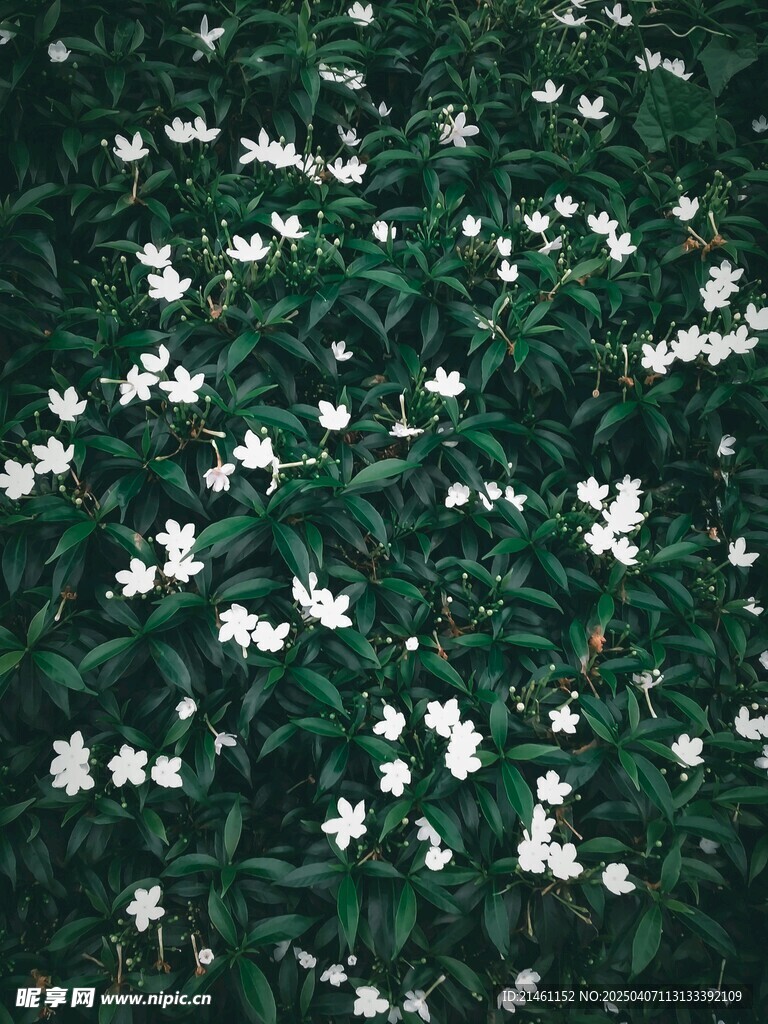 茉莉