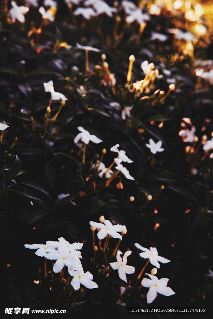 茉莉