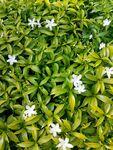 茉莉