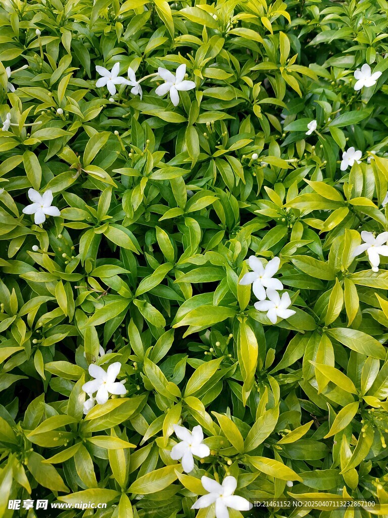 茉莉