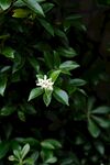 茉莉