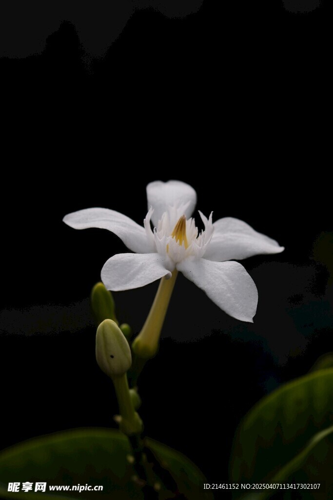 茉莉
