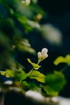 茉莉