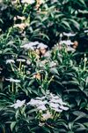 茉莉