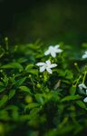 茉莉