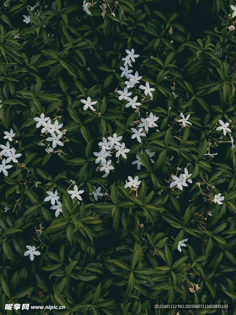 茉莉