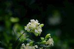 茉莉