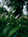 茉莉