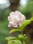 茉莉