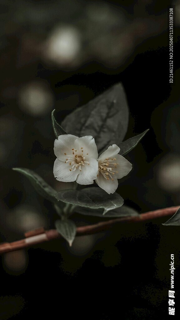 茉莉