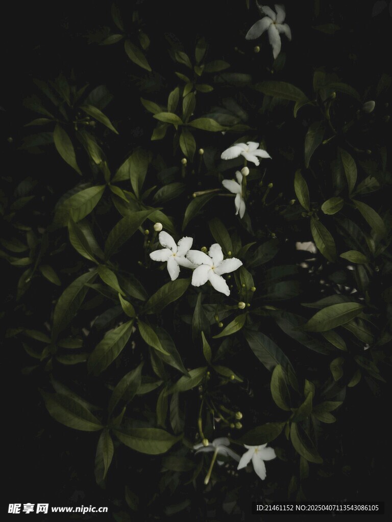 茉莉