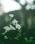 茉莉
