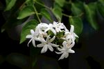 茉莉