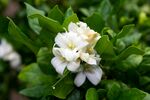 茉莉
