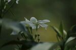 茉莉