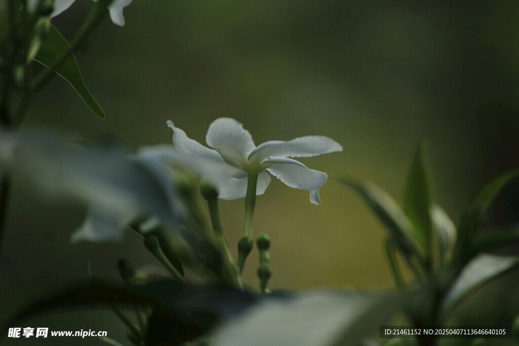 茉莉