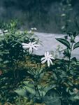 茉莉