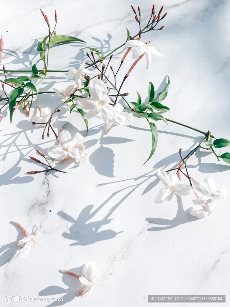茉莉