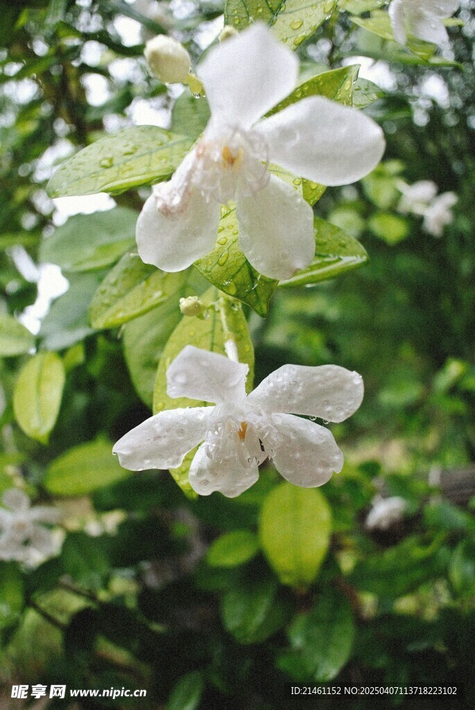 茉莉