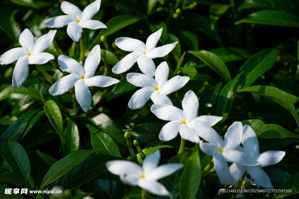 茉莉