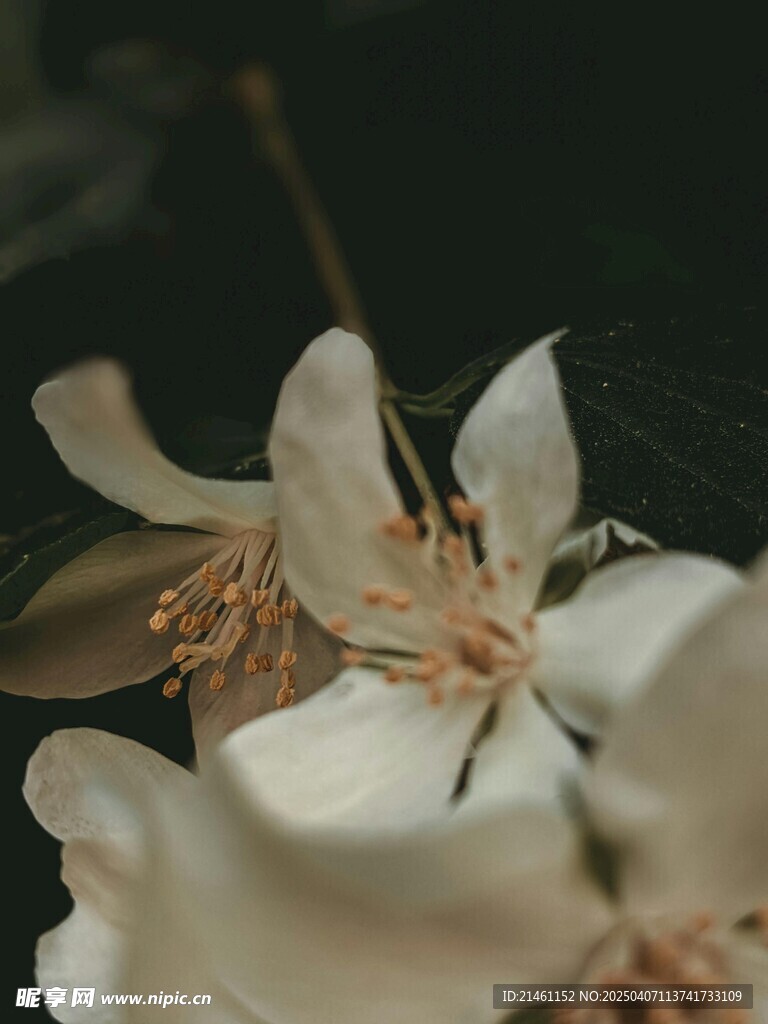 茉莉