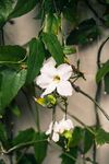 茉莉