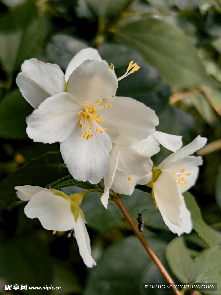 茉莉