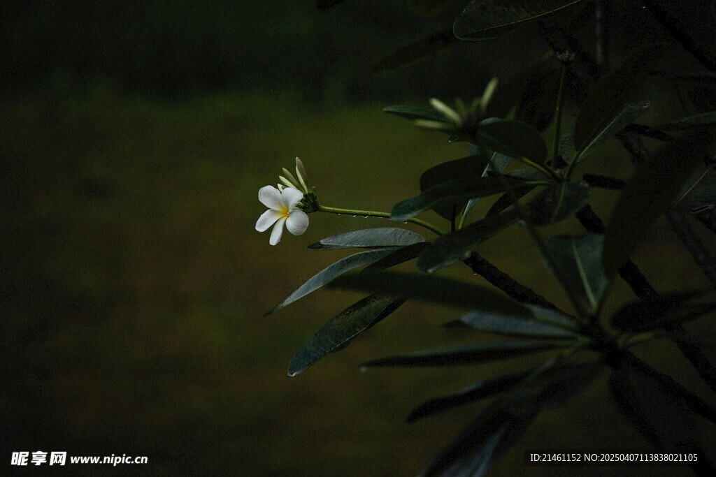 茉莉