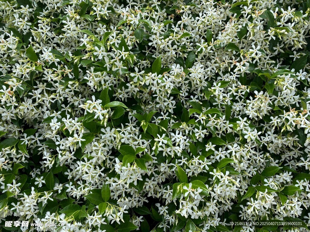 茉莉