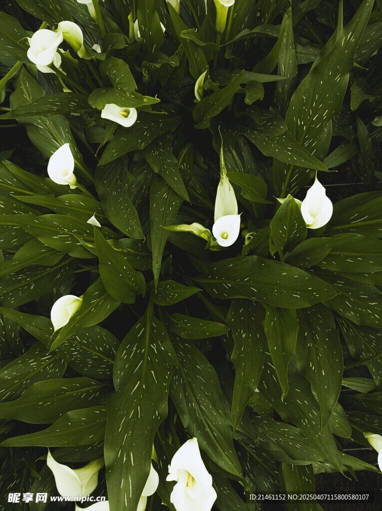 马蹄莲