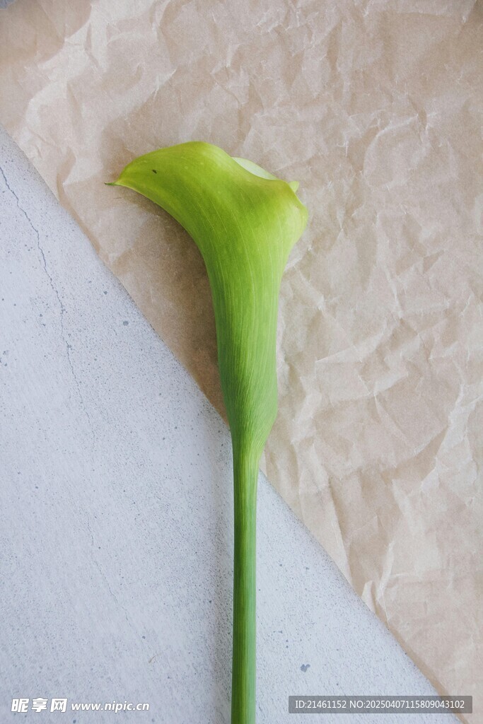 马蹄莲