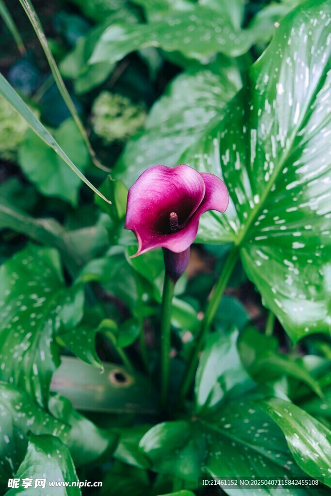 马蹄莲