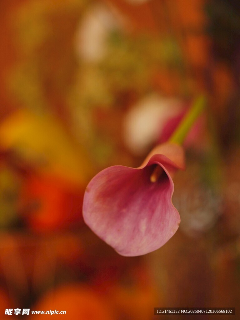 马蹄莲