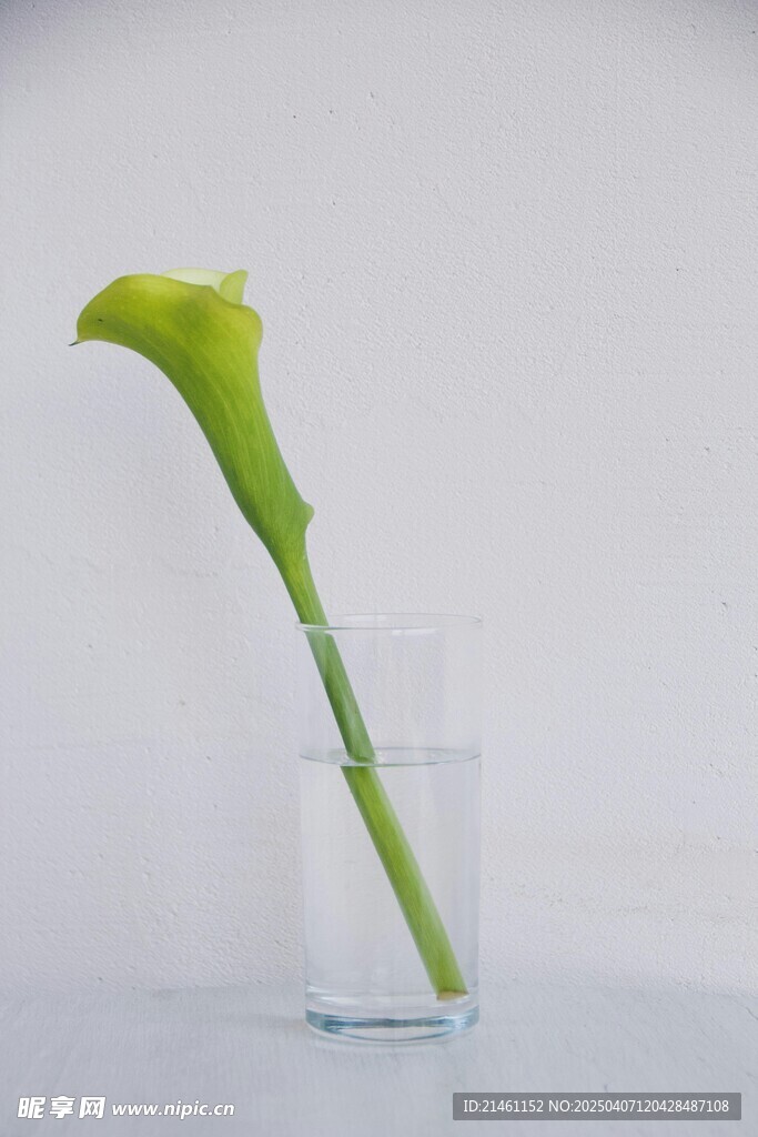 马蹄莲