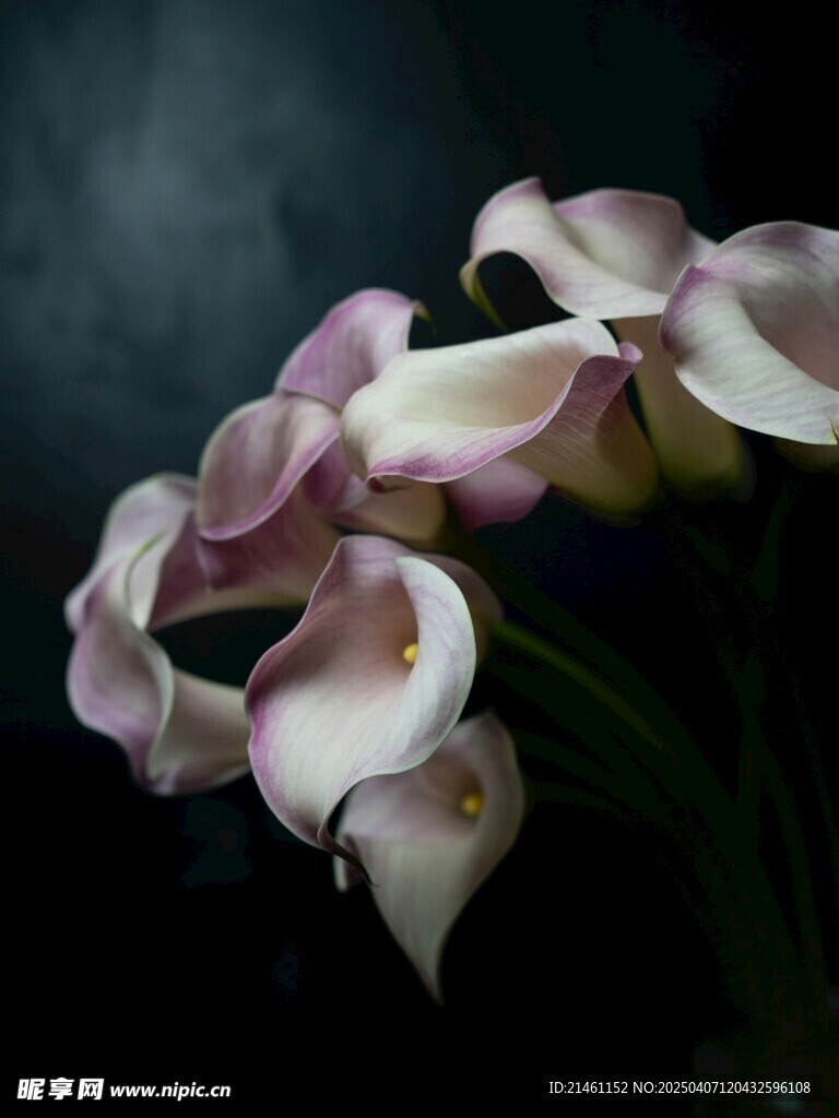 马蹄莲