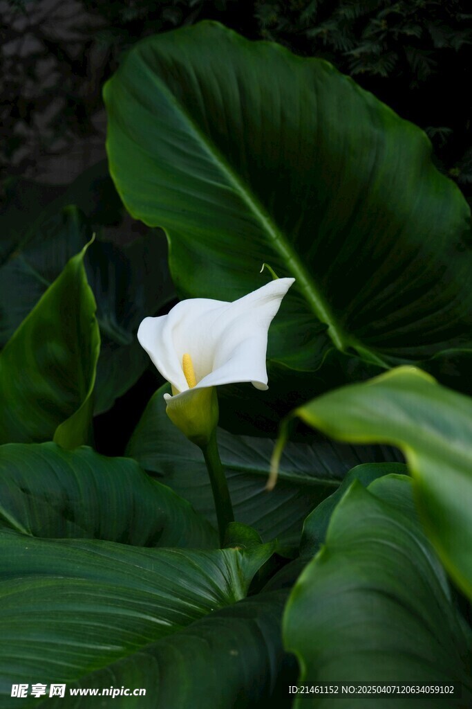 马蹄莲